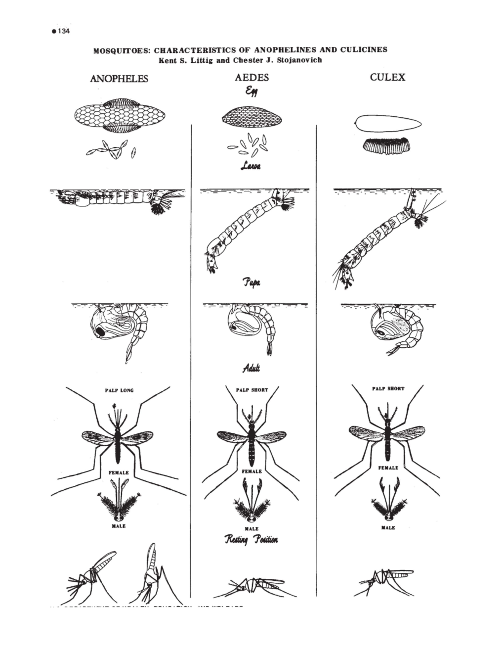 MOSQUITOES: CHARACTERISTICS of ANOPHELINES and CULICINES Kent S