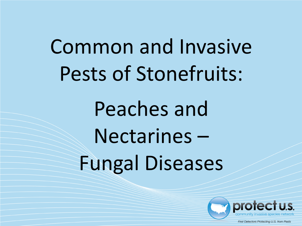 Peaches and Nectarines – Fungal Diseases Tree in Leaf Background Tree in Bloom