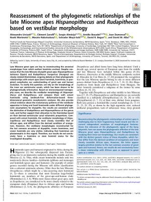 Reassessment of the Phylogenetic Relationships of the Late Miocene Apes Hispanopithecus and Rudapithecus Based on Vestibular Morphology