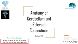 Anatomy of Cerebellum and Relevant Connections