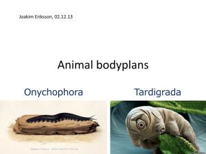 Introduction to the Body-Plan of Onychophora and Tardigrada