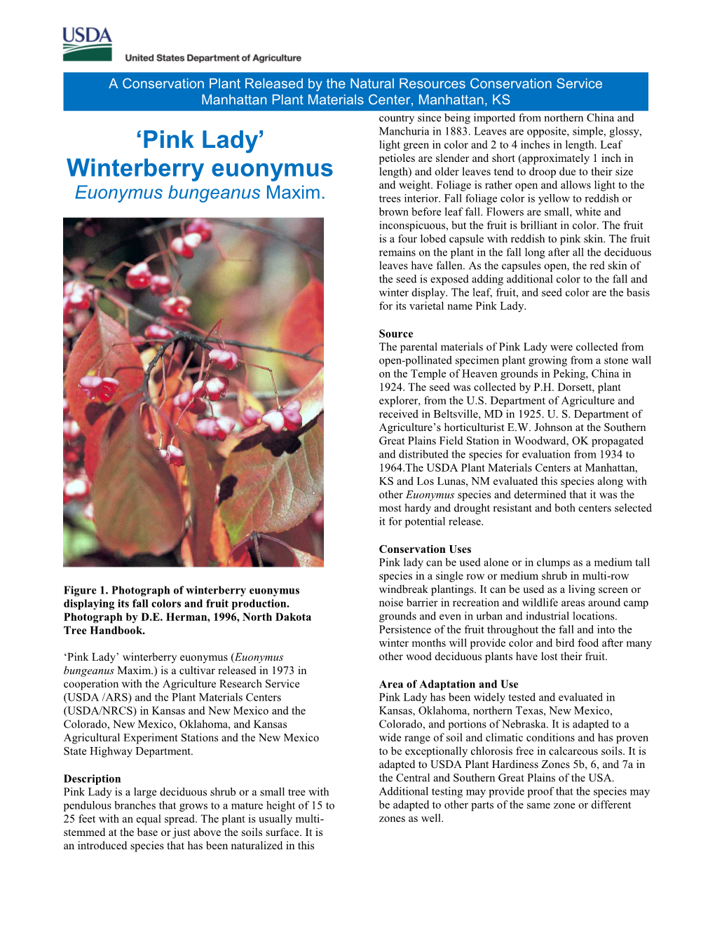 Release Brochure for 'Pink Lady' Winterberry Euonymus