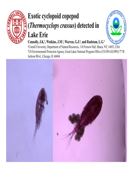 Exotic Cyclopoid Copepod (Thermocyclops Crassus) Detected