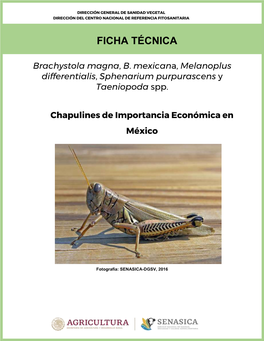 Brachystola Magna, B. Mexicana, Melanoplus Differentialis, Sphenarium Purpurascens Y Taeniopoda Spp