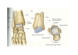 Joints of Foot.Pdf