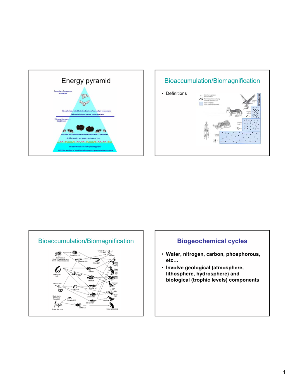 Energy Pyramid Bioaccumulation/Biomagnification