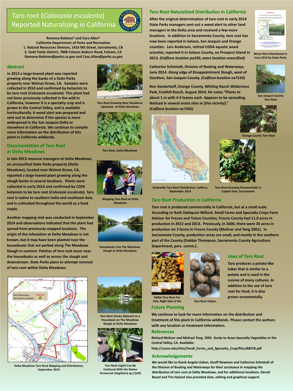 Taro Root (Colocasia Esculenta) Reported Naturalizing in California