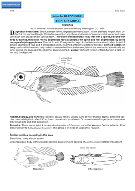 Suborder BLENNIOIDEI TRIPTERYGIIDAE Triplefins by J.T