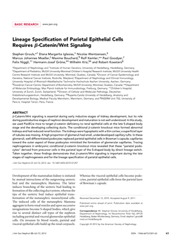 Lineage Specification of Parietal Epithelial Cells Requires B-Catenin