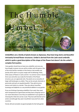 The Humble Umbel