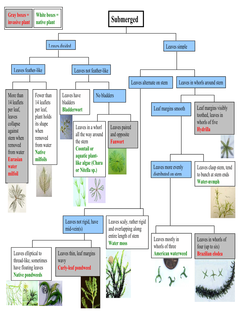 Aquatic Weed Identification Flow Charts