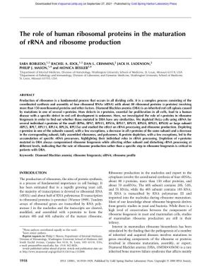 The Role of Human Ribosomal Proteins in the Maturation of Rrna and Ribosome Production