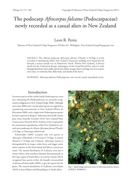 The Podocarp &lt;EM&gt;Afrocarpus Falcatus&lt;/EM&gt; (Podocarpaceae