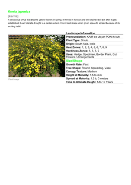Kerria Japonica (Kerria) a Deciduous Shrub That Blooms Yellow Flowers in Spring