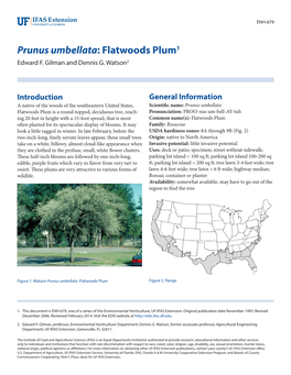Prunus Umbellata: Flatwoods Plum1 Edward F