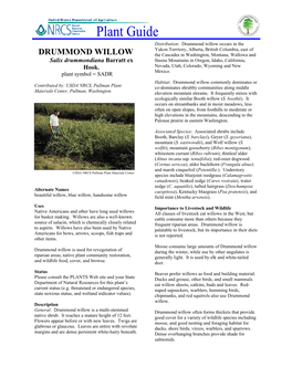 Drummond Willow Plant Guide