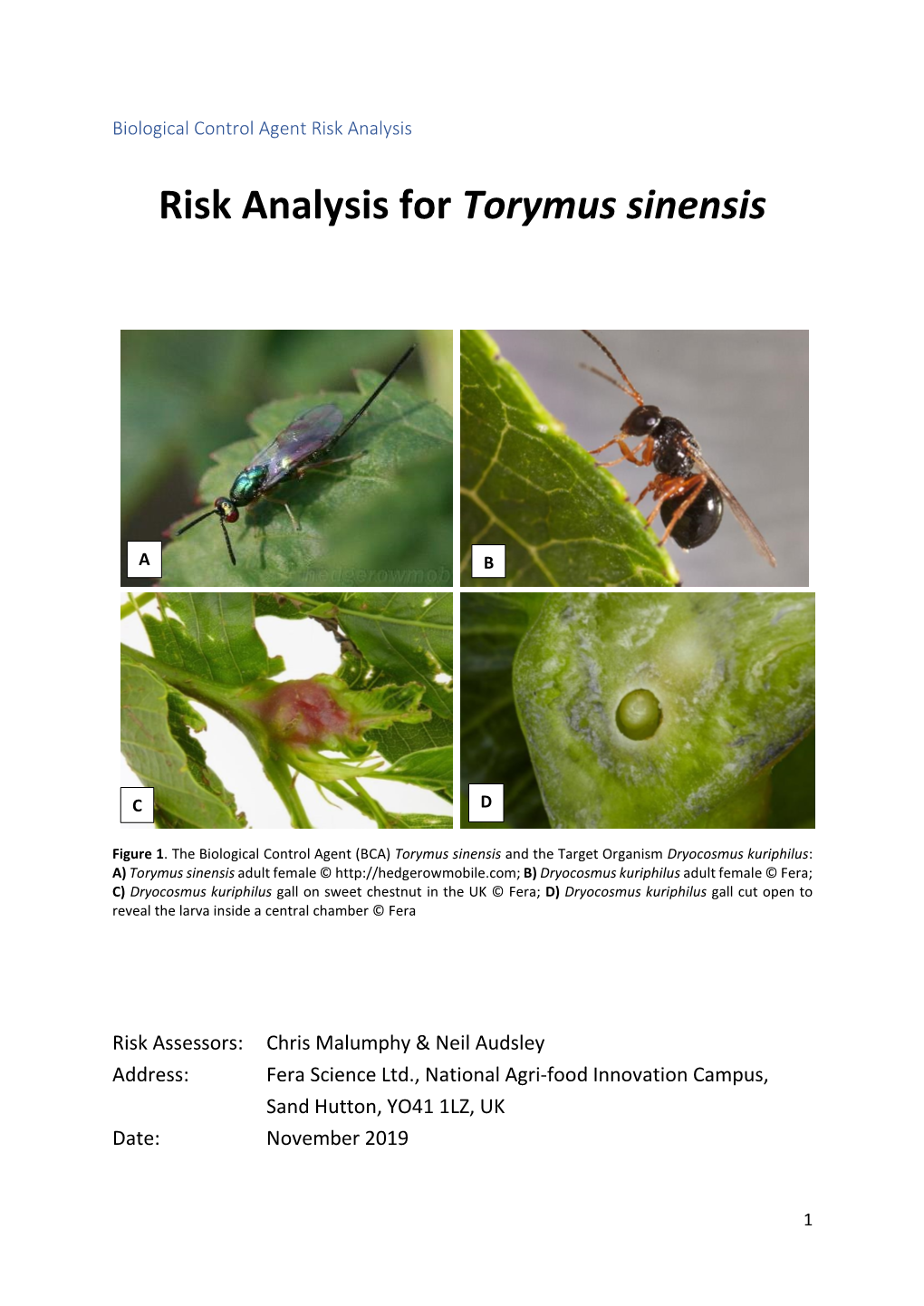 Risk Analysis for Torymus Sinensis