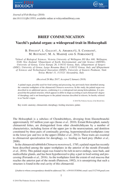 Vacchi's Palatal Organ: a Widespread Trait in Holocephali