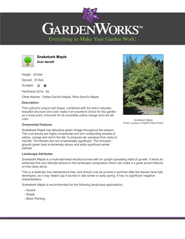 Gardenworks Snakebark Maple