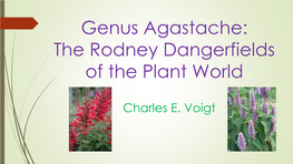 Genus Agastache: the Rodney Dangerfields of the Plant World