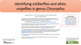 Chrysopilus ID Guide