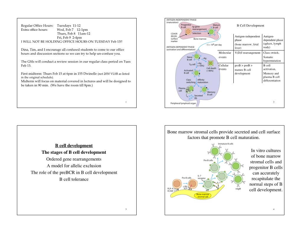 B Cell Development The Stages Of B Cell Development Ordered Gene ...