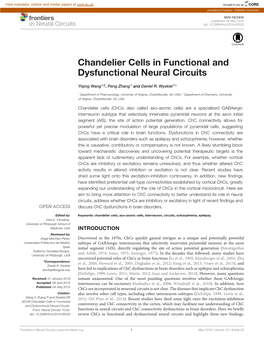 Chandelier Cells in Functional and Dysfunctional Neural Circuits