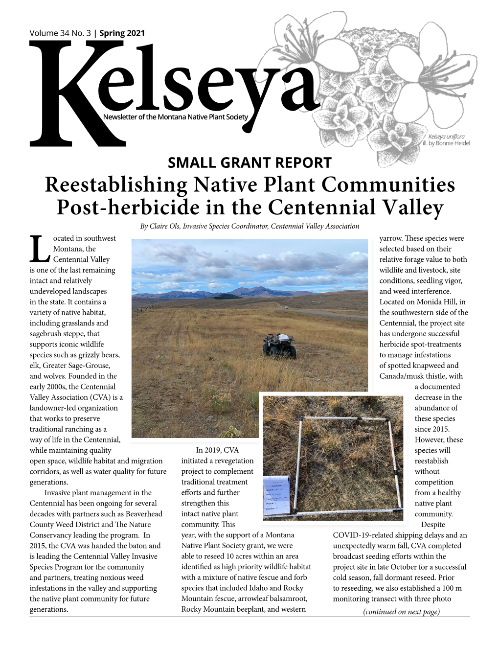 Reestablishing Native Plant Communities Post-Herbicide in the Centennial Valley