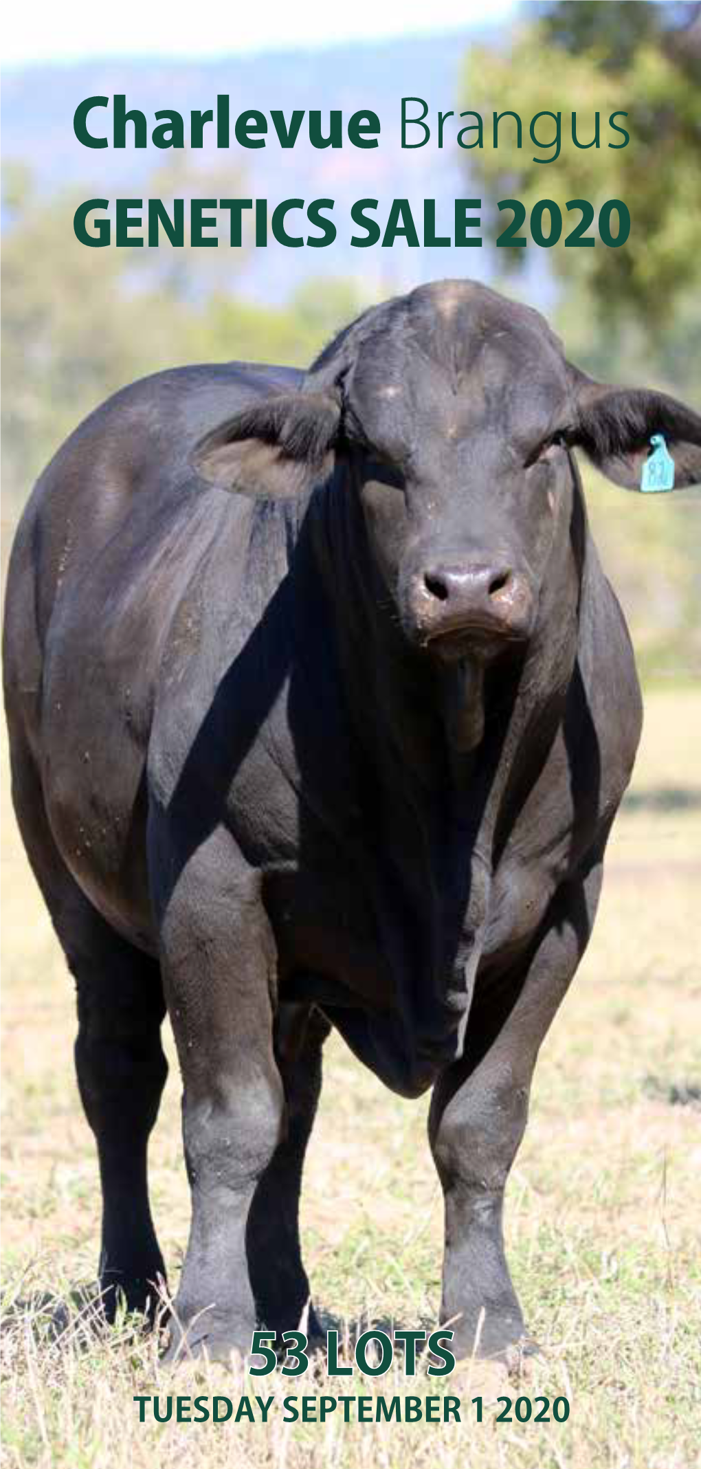 Charlevue Brangus GENETICS SALE 2020