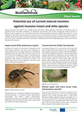 Factsheet 14 Natural Enemies for Invasive Pests.Indd