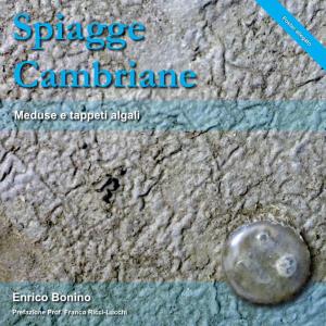 Spiagge Cambriane - Meduse E Tappeti Algali / Enrico Bonino