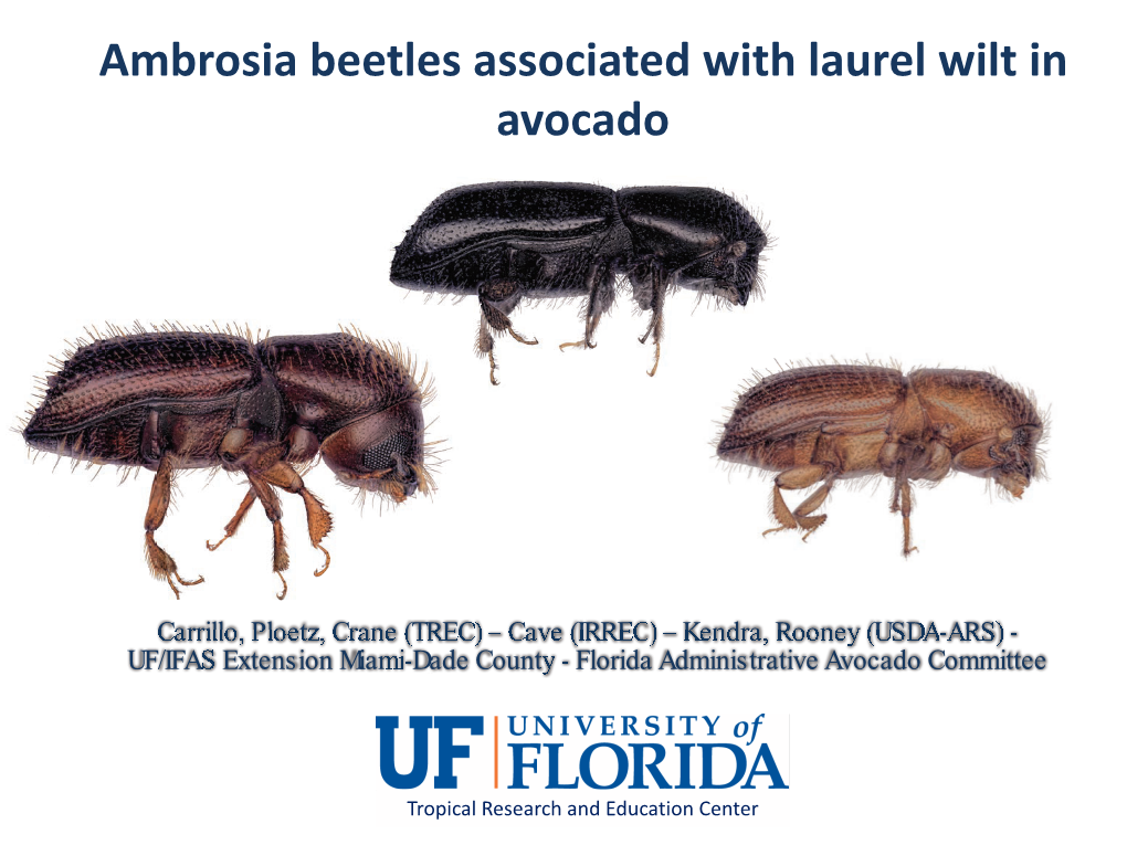 Ambrosia Beetles Associated with Laurel Wilt in Avocado