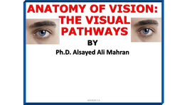 ANATOMY of VISION: the VISUAL PATHWAYS by Ph.D