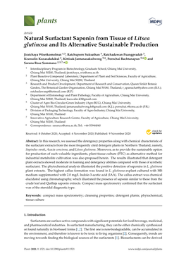 Natural Surfactant Saponin from Tissue of Litsea Glutinosa and Its Alternative Sustainable Production