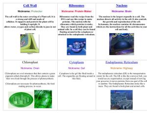 Cell Wall Ribosomes Nucleus Chloroplast Cytoplasm
