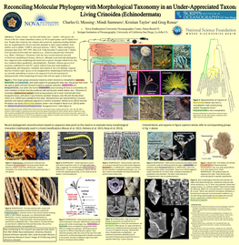 Reconciling Molecular Phylogeny with Morphological Taxonomy in an Under-Appreciated Taxon: Living Crinoidea (Echinodermata) Charles G