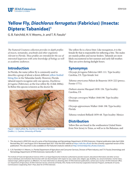 Yellow Fly, Diachlorus Ferrugatus (Fabricius) (Insecta: Diptera: Tabanidae)1 G