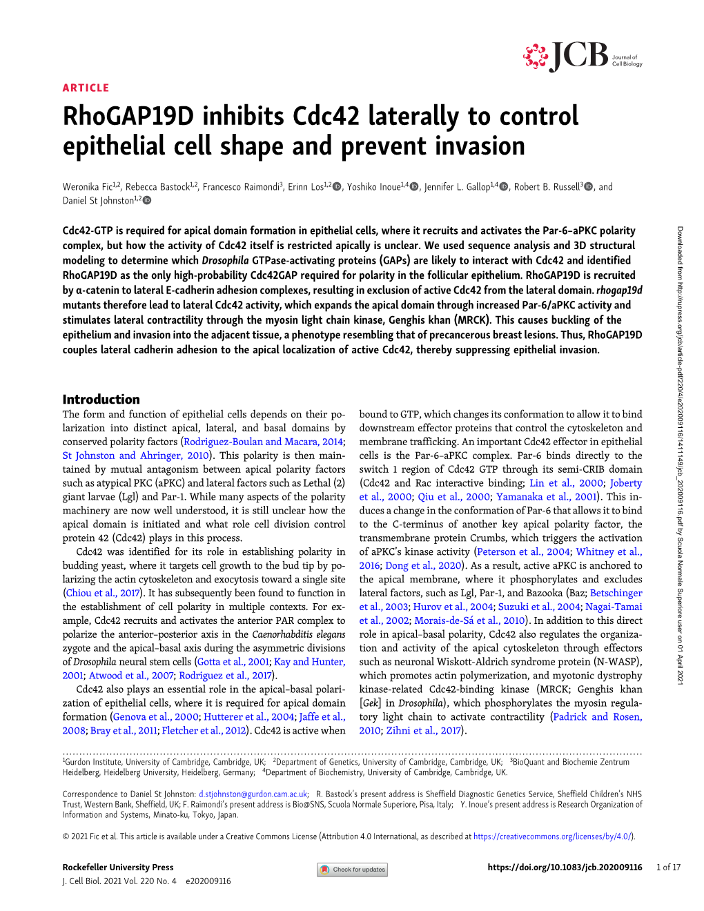 Rhogap19d Inhibits Cdc42 Laterally to Control Epithelial Cell Shape and Prevent Invasion
