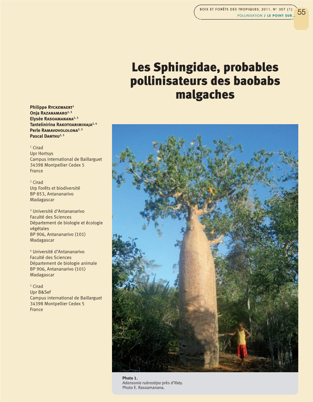 Les Sphingidae, Probables Pollinisateurs