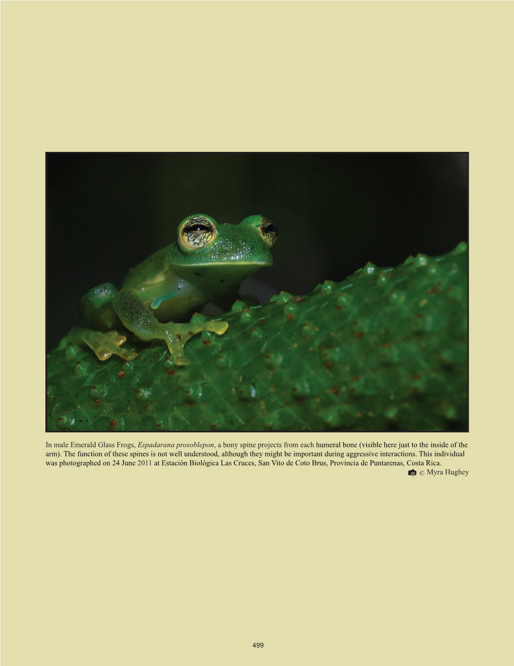 In Male Emerald Glass Frogs, Espadarana Prosoblepon, a Bony Spine Projects from Each Humeral Bone (Visible Here Just to the Inside of the Arm)