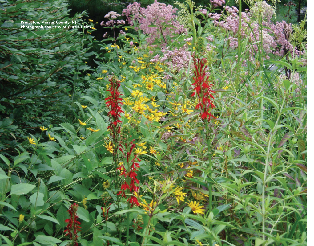 20101021 NJ Rain Garden Manual.Indd