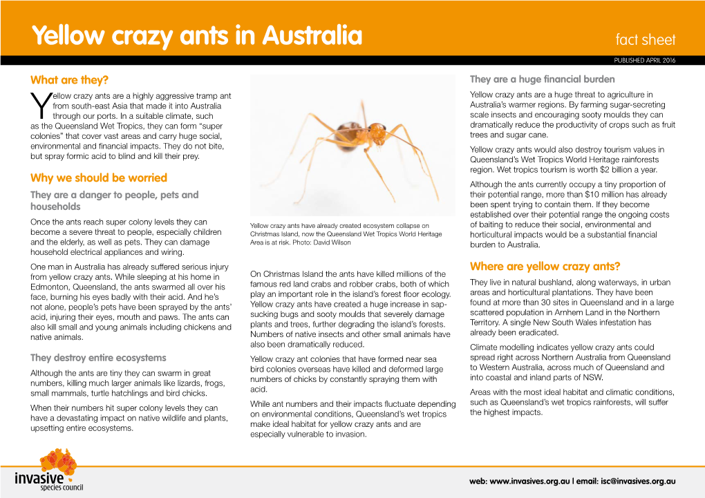 Yellow Crazy Ants in Australia Fact Sheet