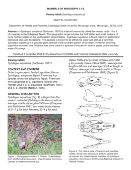 Swamp Rabbit Sylvilagus Aquaticus