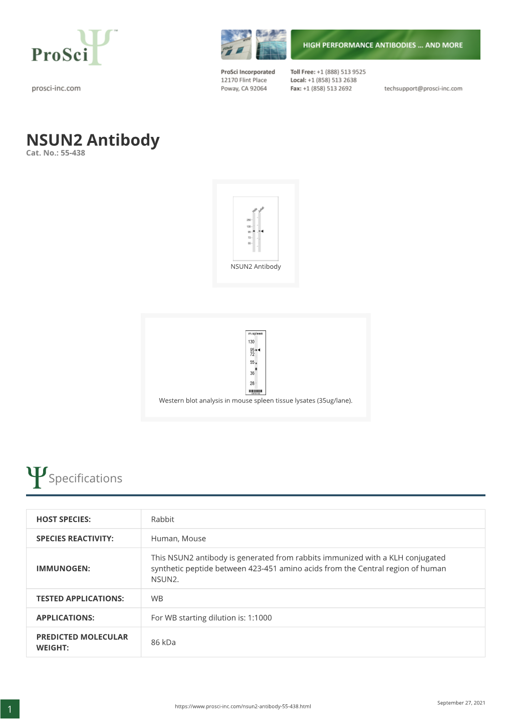 NSUN2 Antibody Cat