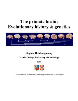 The Primate Brain: Evolutionary History & Genetics