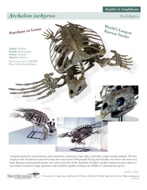 Archelon Ischyros Fossil Replica