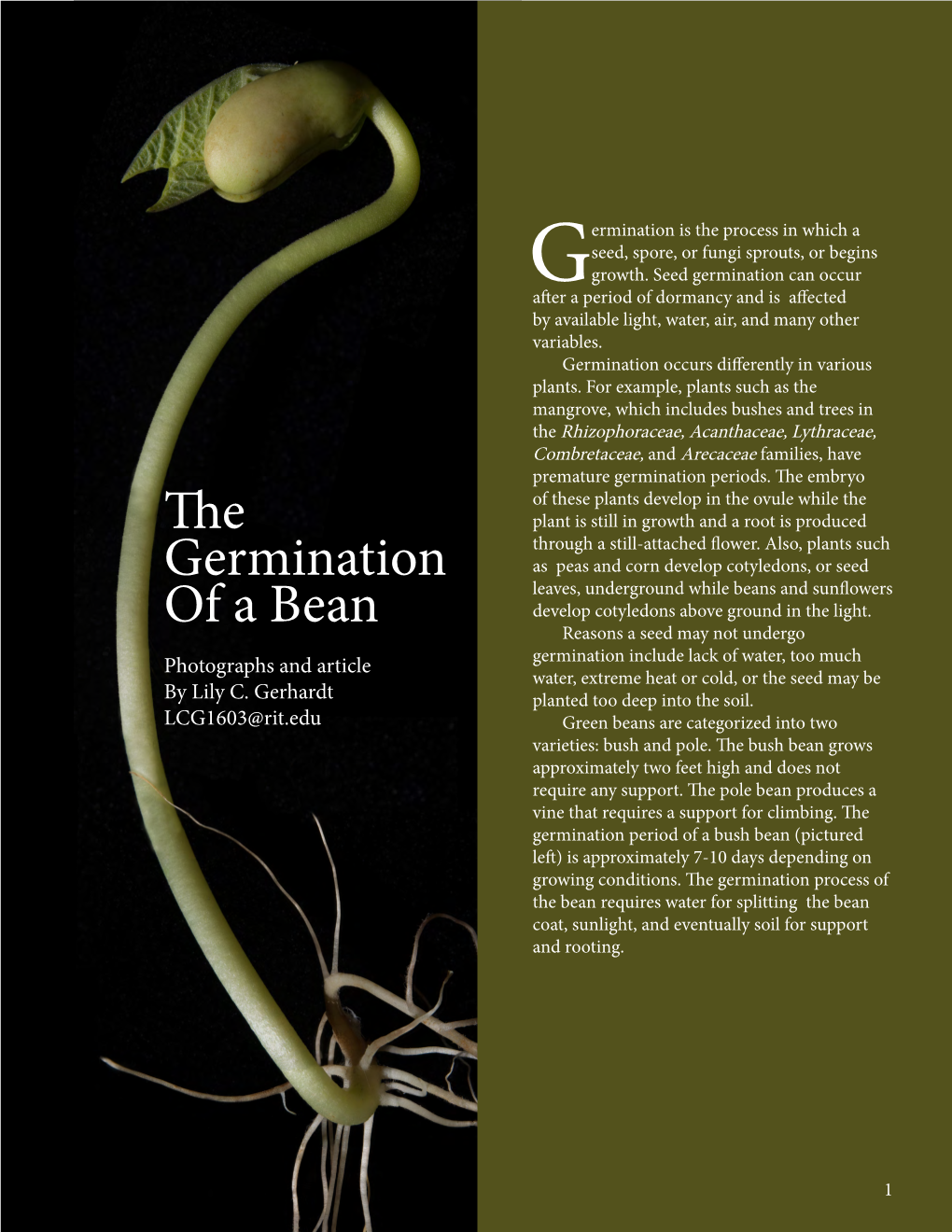 The Germination of a Bean Seed, Available Water Saturates the Seed Through the Micropyle, Shown in Figure A, Causing the Insides to Expand