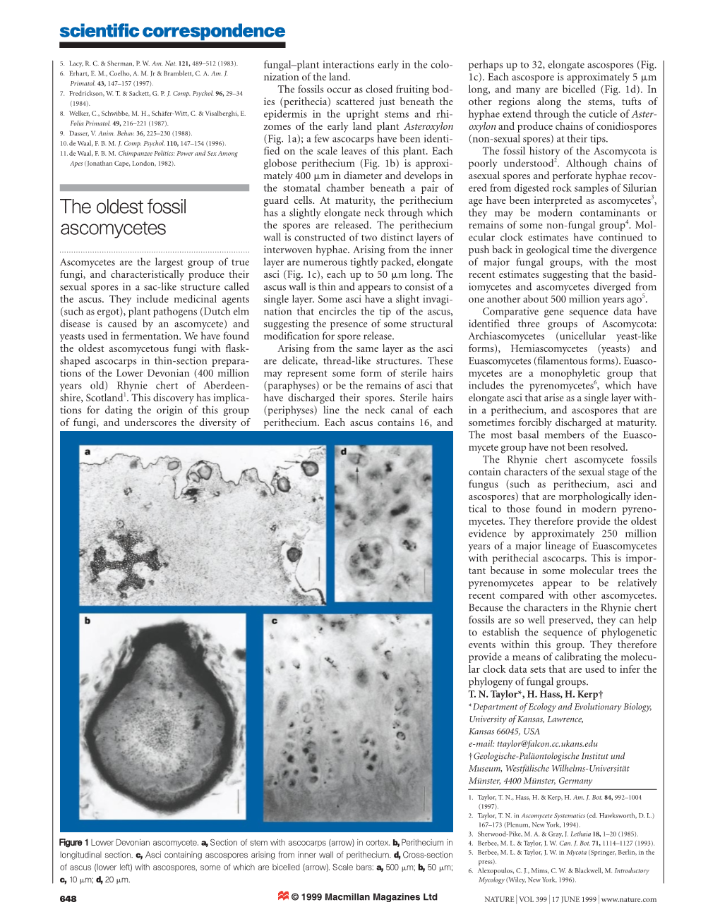 The Oldest Fossil Ascomycetes