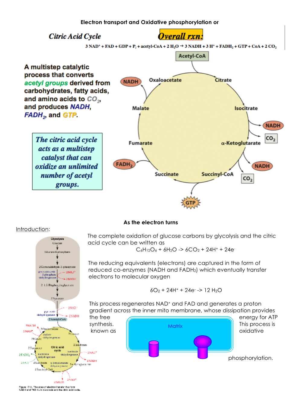 Chem 331 ETS Oxphos Notes