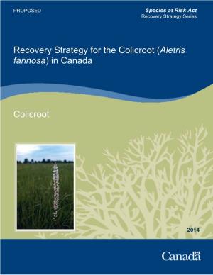 Colicroot (Aletris Farinosa) in Canada